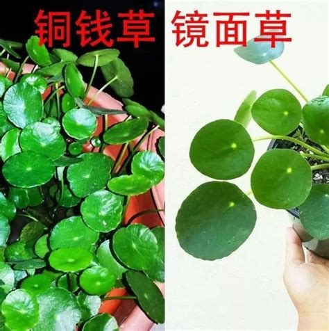 荷葉椒草風水|【荷葉椒草風水】荷葉椒草養護與風水：淨化空氣、美化環境的室。